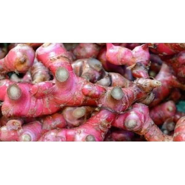 

Bumbu Dapur Jahe Merah Red Ginger 1 kg