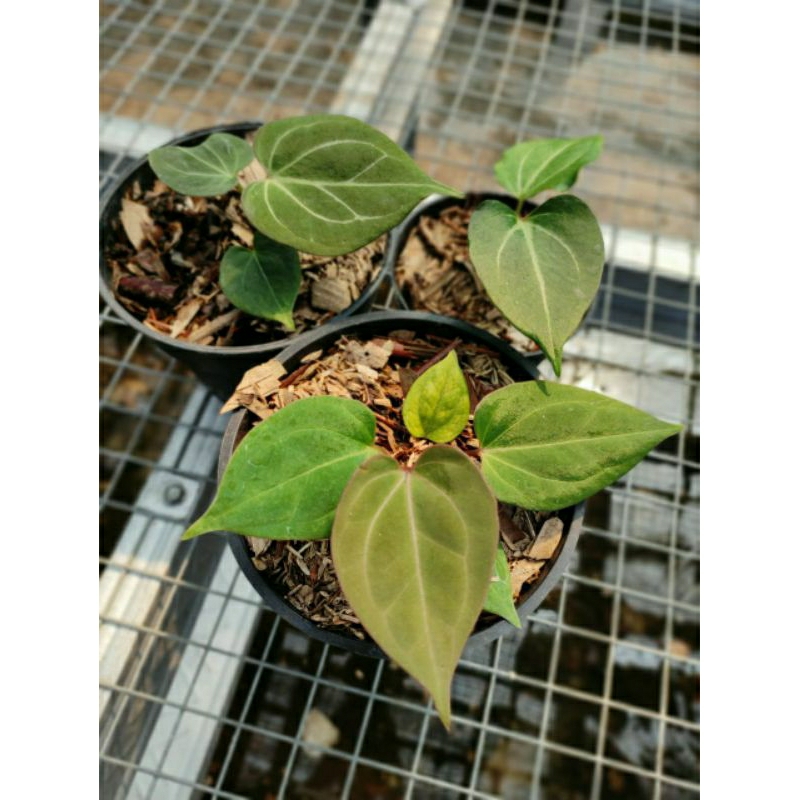 Anthurium King Of Spades