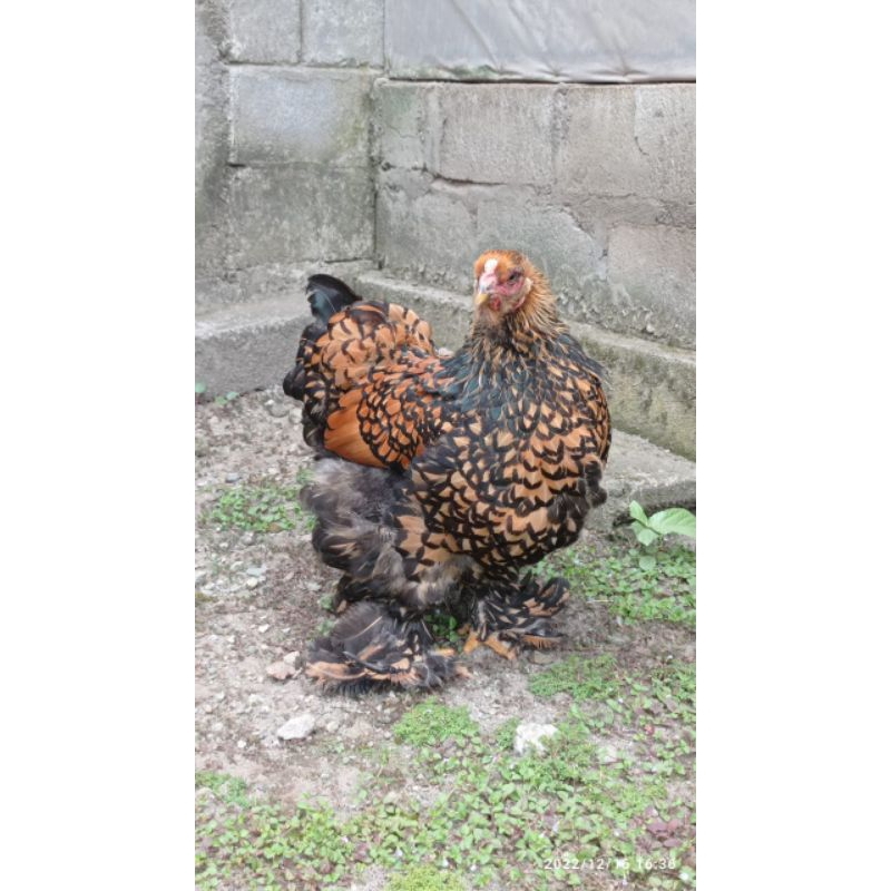 Ayam brahma gold laced, 5 ekor (wajib japri dulu ya, biar paham cara order)