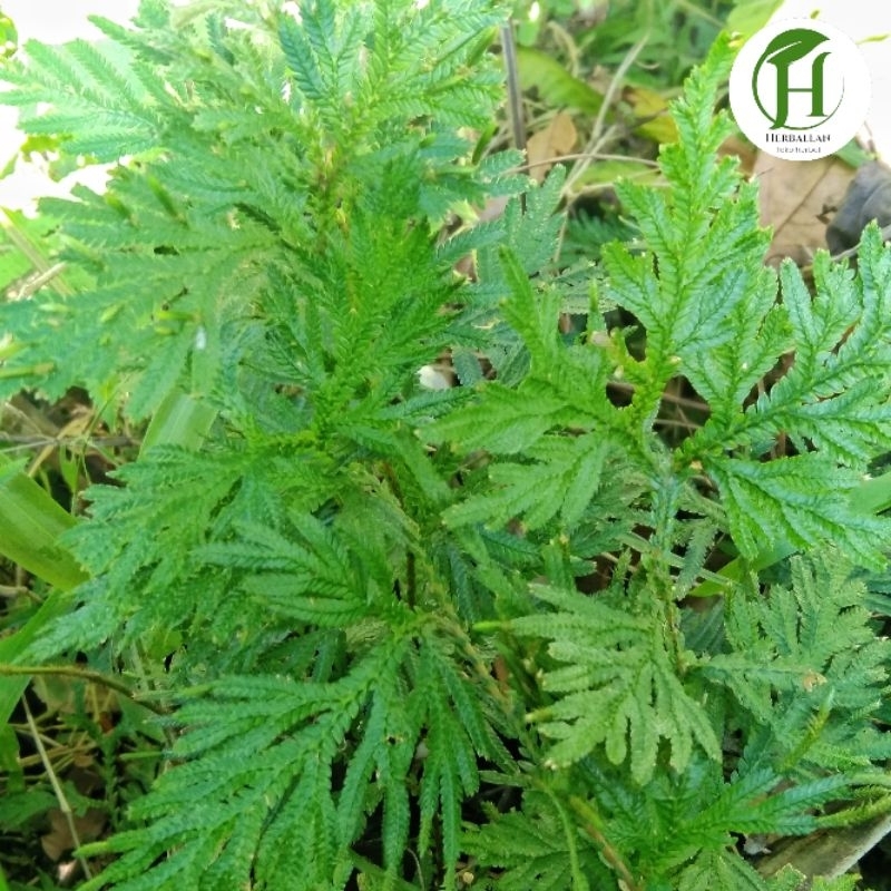 

Daun Ceker Ayam segar 1 kg obat kanker