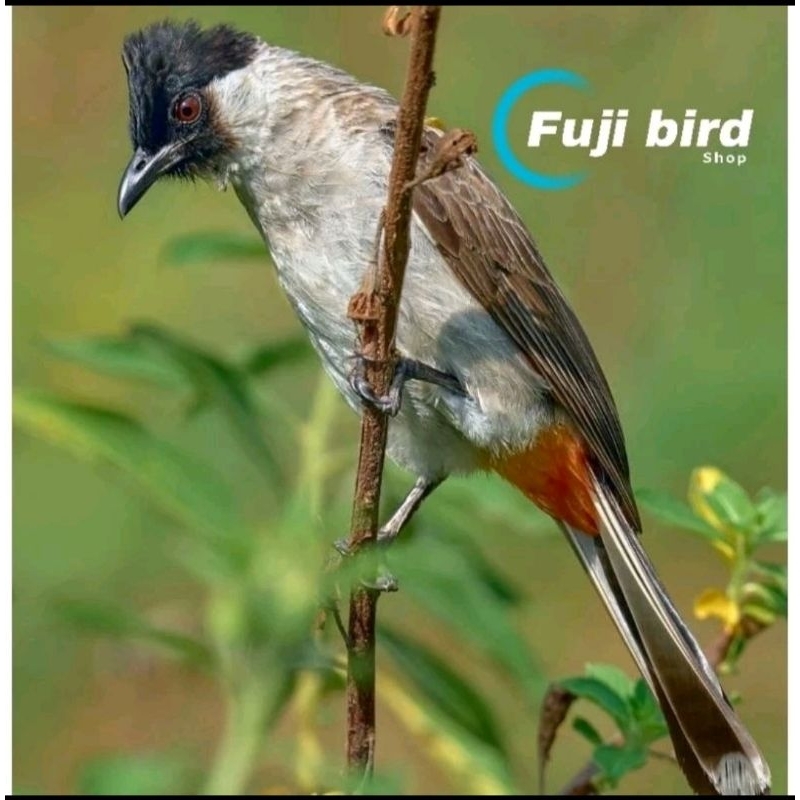 BURUNG KUTILANG JAWA PILIHAN