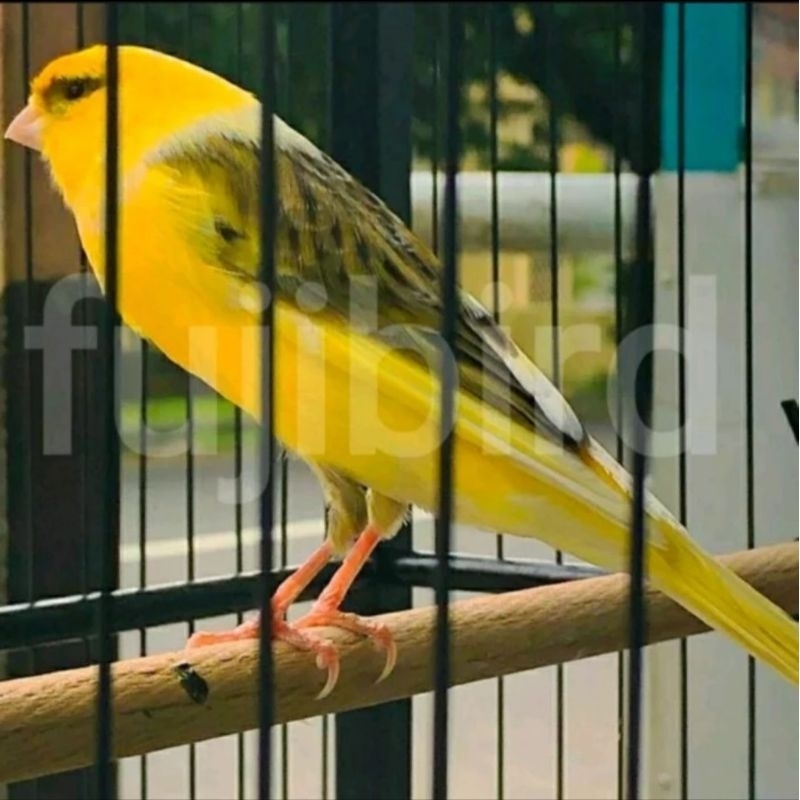 KENARI F1 JADI GACORAN