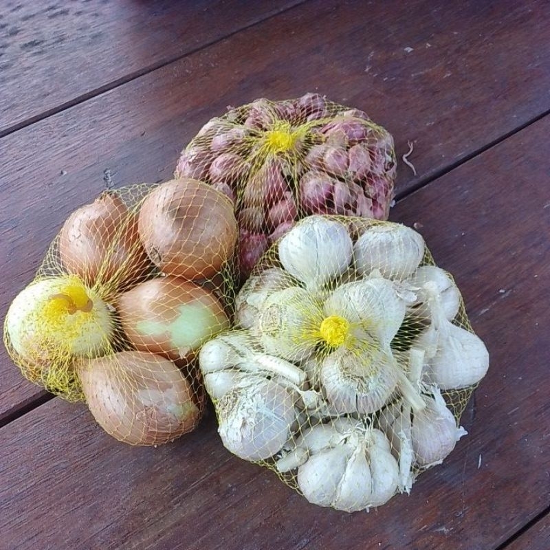 

triple banded KATING, bamer,bombay @1/4