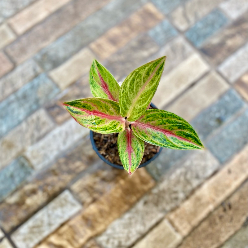 Aglaonema Red panama