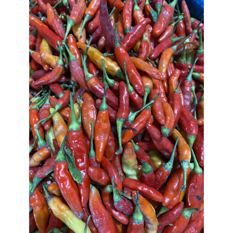 

cabe rawit merah ori / cabe rawit merah setan