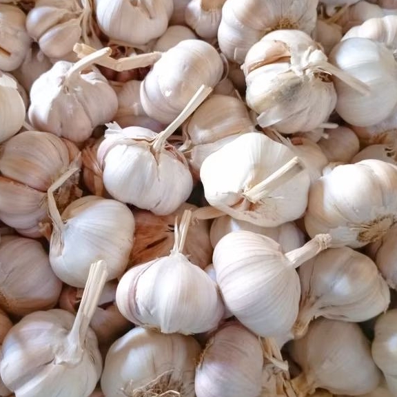 

Bawang Putih Bersih 1 Kg