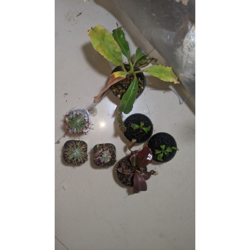 nepenthes boschiana x clipeata & maxima wavy