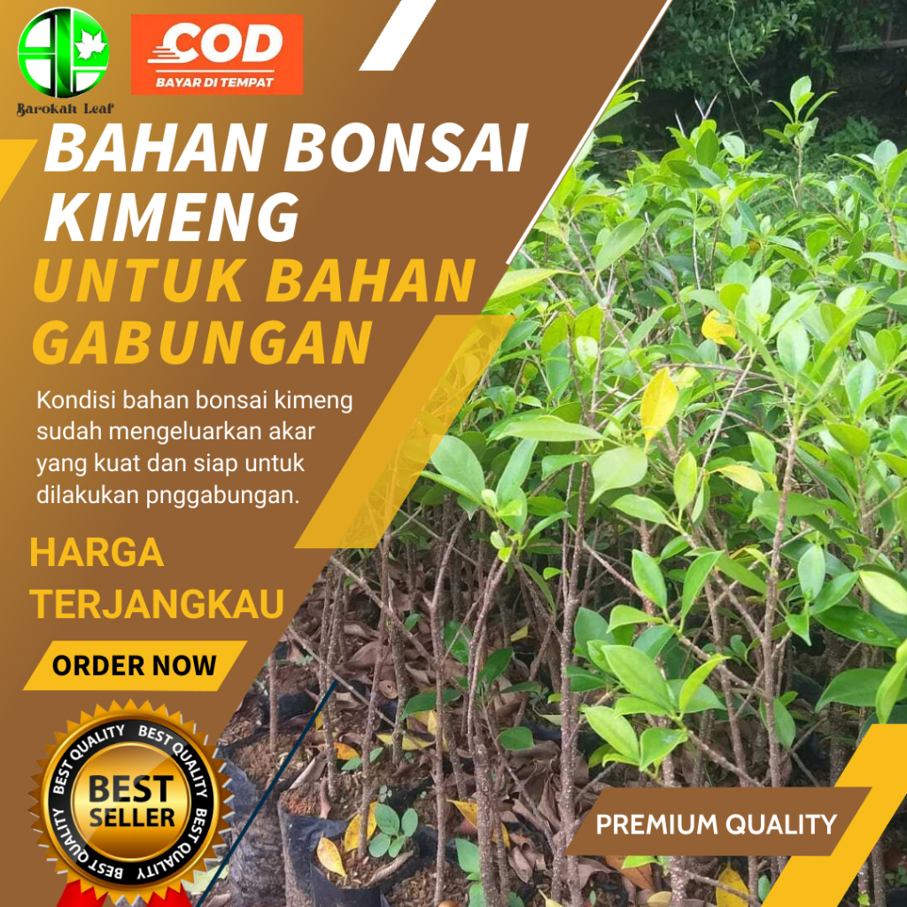 Paket Bahan Bonsai Kimeng Untuk Bahan Gabungan Berkualitas