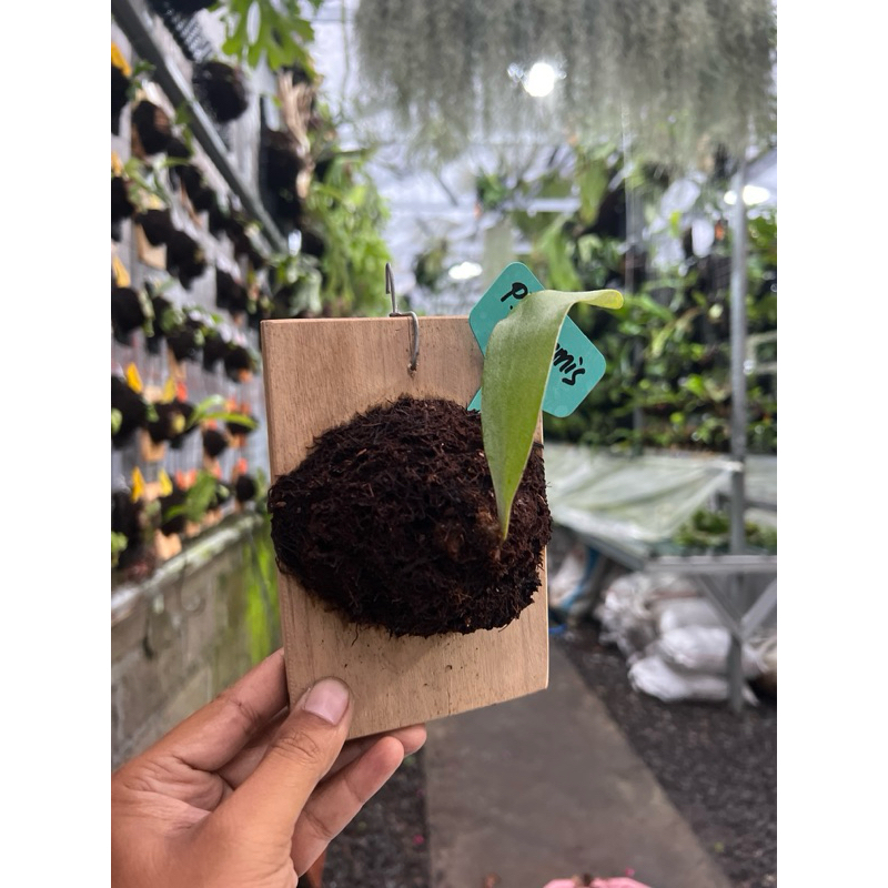 Anakan Platycerium Artemist Ekonomis