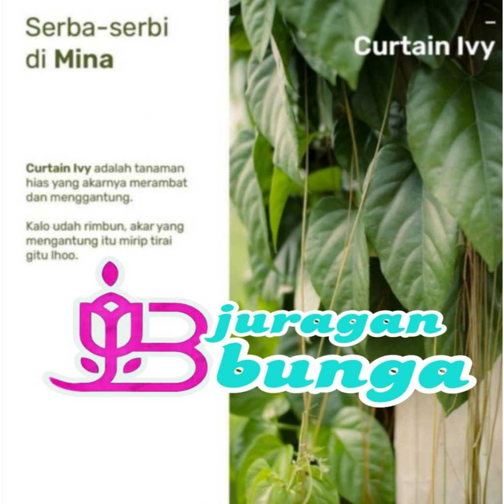 Tanaman hias akar gantung merah Curtain ivy | tanaman anti polusi udara dan radiasi serba 1 k