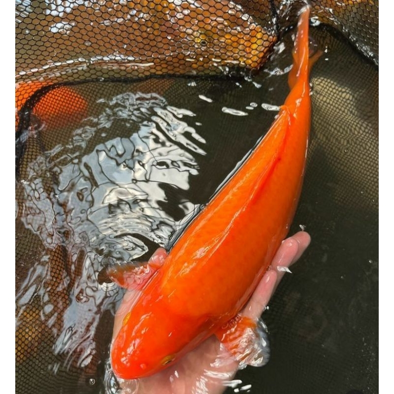 

koi benigoi kualitas import grade A ukuran 20-25cm