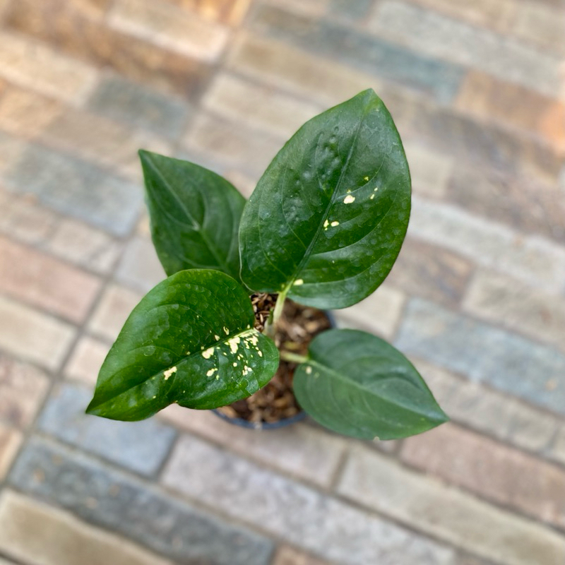 Aglaonema suksom white