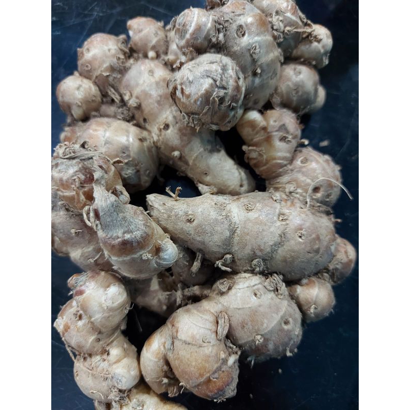 

RB Kencur Bangkok Segar 1 Kg Fresh Berkualitas