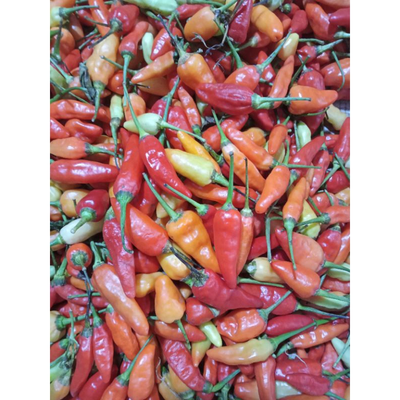 

Cabe rawit merah 250g - 1kg / cabe rawit merah / cabe rawit / cabe fresh / sayur / sayur fresh