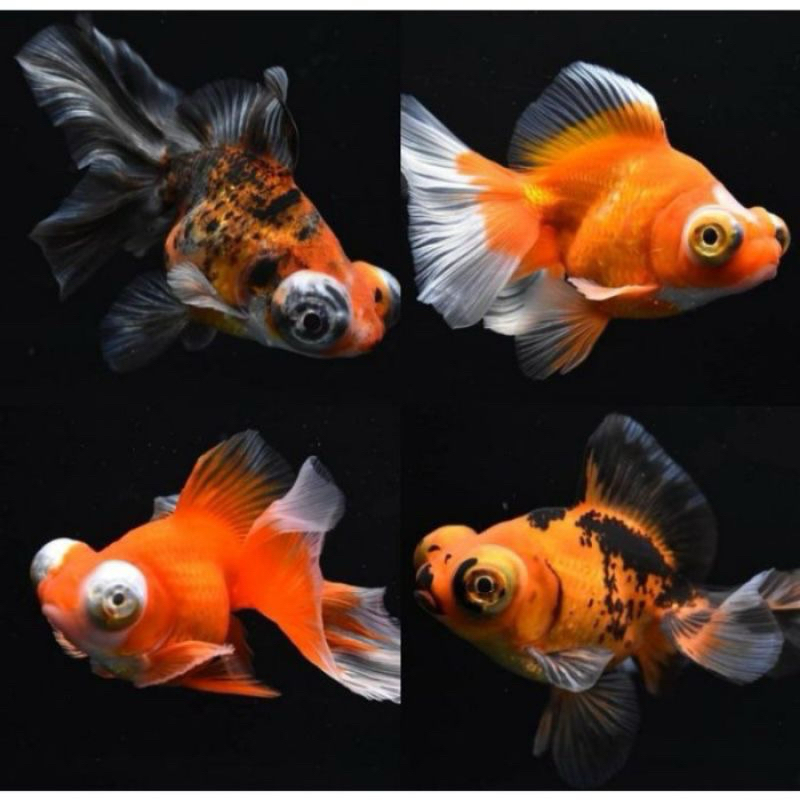 ikan hias hidup mas koki tekin mata belo size M