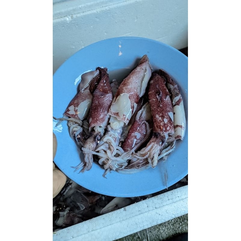 

TERLARIS Cumi uk sedang