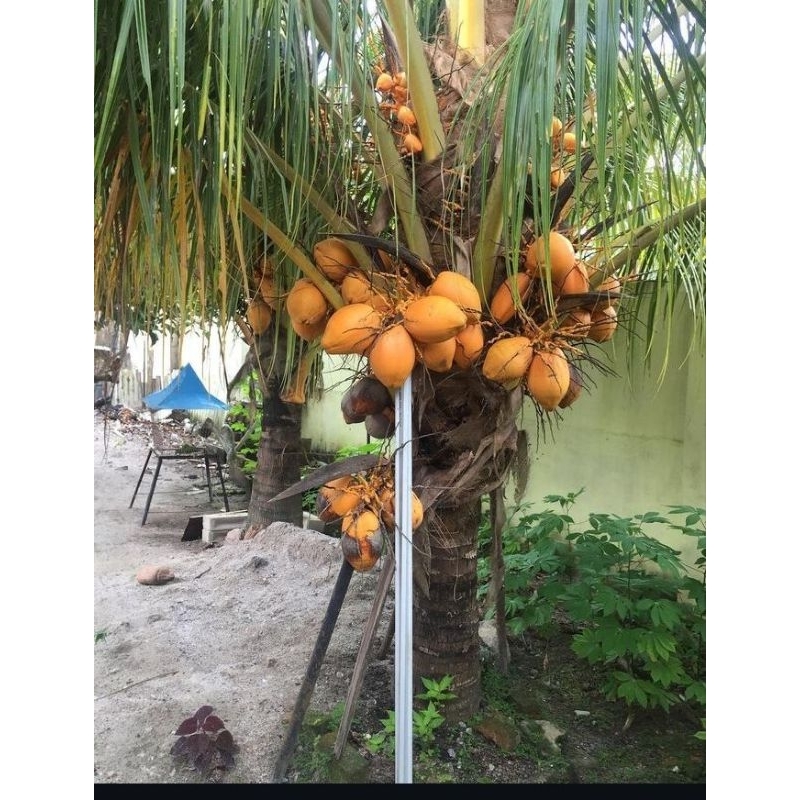 Pohon kelapa kuning - bahan bonsai tinggi 80-100 meter.