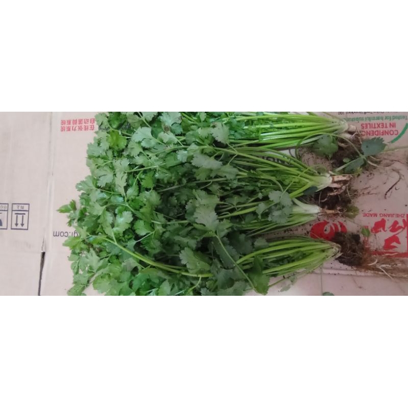 

Daun ketumbar/Corriander fresh segarr ya bunda 525gr/1kg/2kg