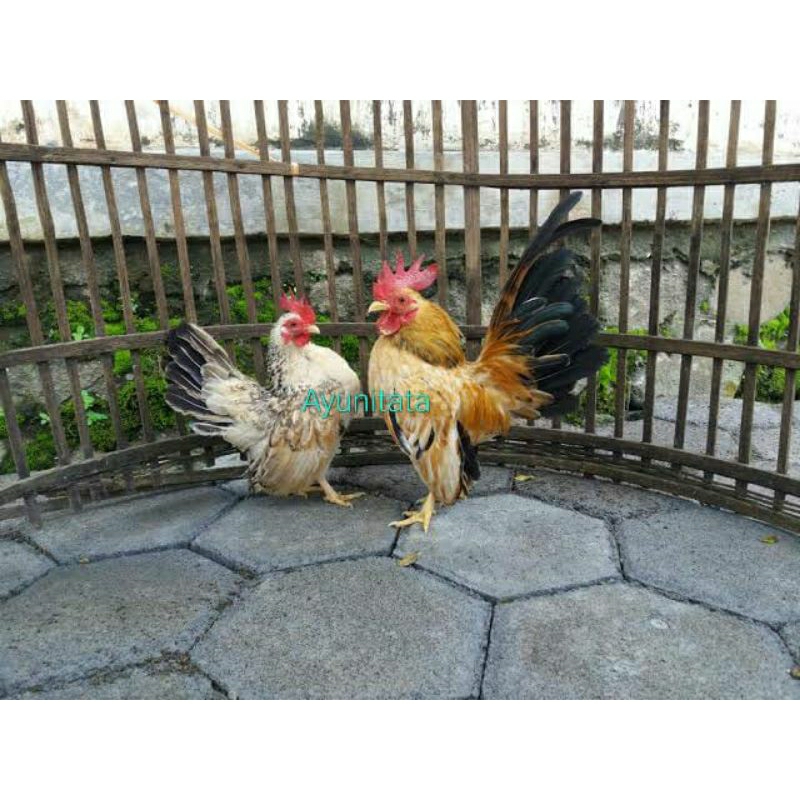 

Telur Ayam Serama Untuk Di tetaskan