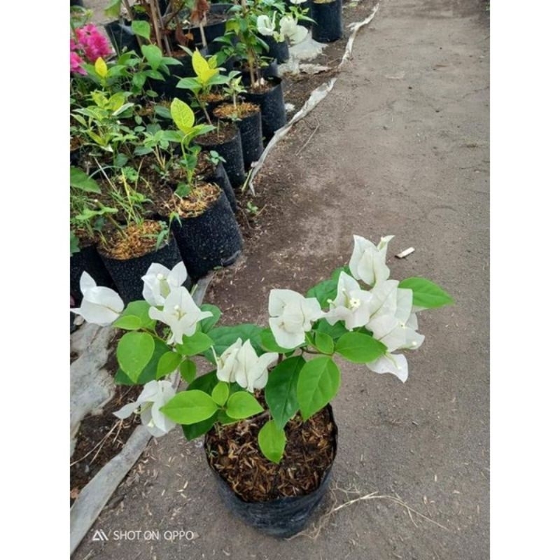 tanaman hias bougenville putih bangkok (ori)
