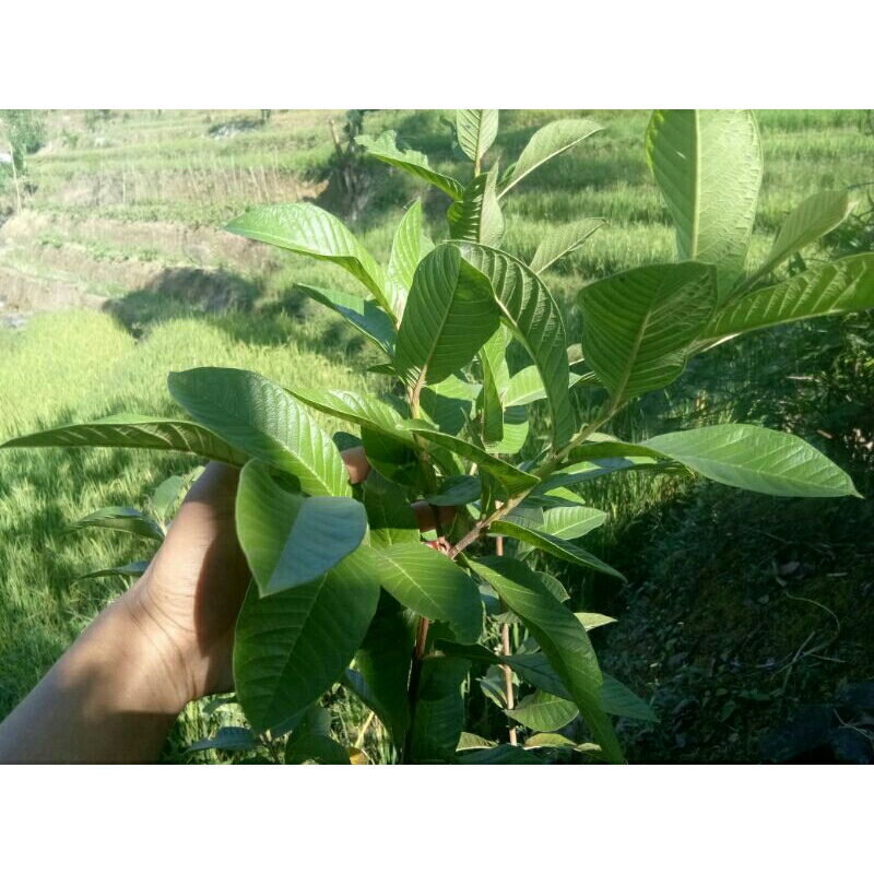 

daun jambu biji segar 200 gram (PESAN BARU DIPETIK)