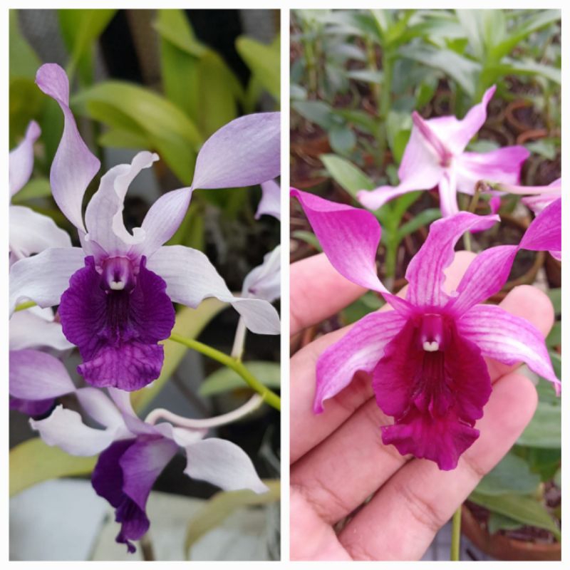 BUNDLING INA RAYA RED DAN INA RAYA BLU