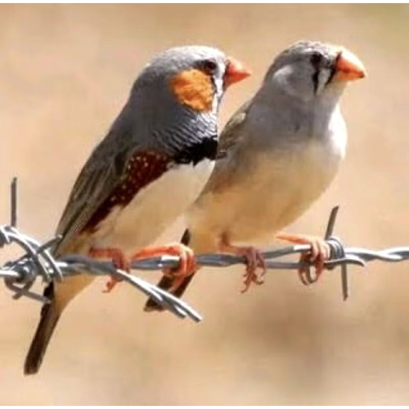 BURUNG ZEBRA FINCH TIMOR