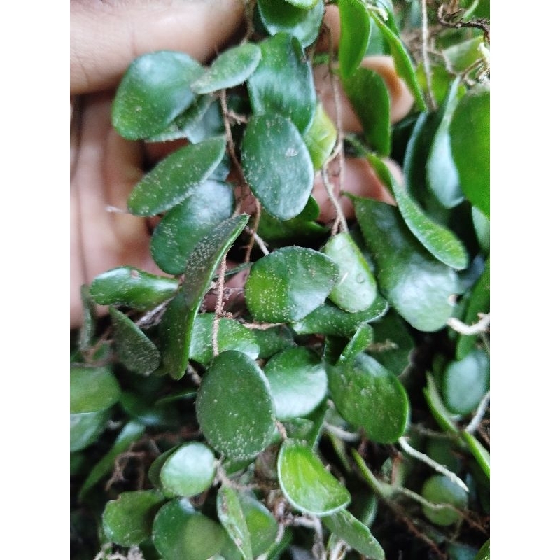 

daun sisik naga segar paket murah per 500 gram