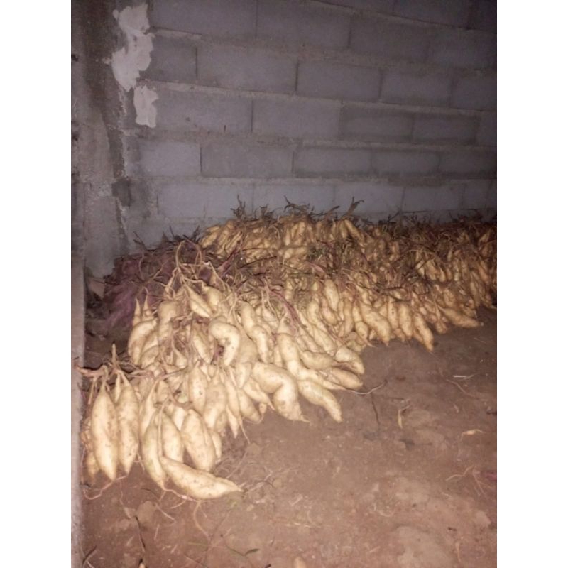 

Ubi jalar telo per 1 kg ready