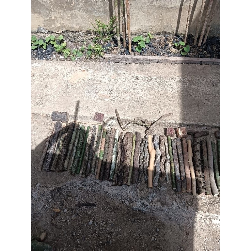 75 kayu bertuah kalimantan