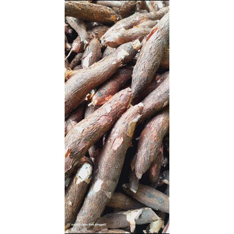 

ketela pohon