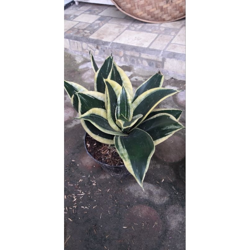 Sansevieria Pagoda (Sansivera Pagoda) Lidah Mertua Mini