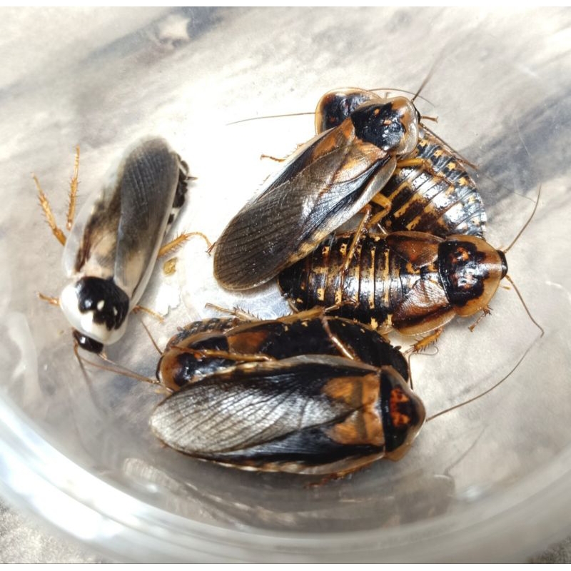 Mainan kecoa Dubia indukan