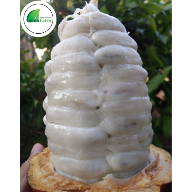 Bibit, buah kakao coklat mcc 02/klon 45  segar glondongan untuk bibit benih, satu glondong isi 45 bi