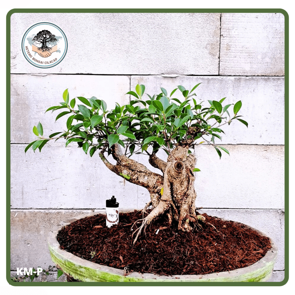Bahan Bonsai Beringin Kimeng Program, Bahan Bonsai Rawatan, Kimeng Program Batang | Hetero Bonsai