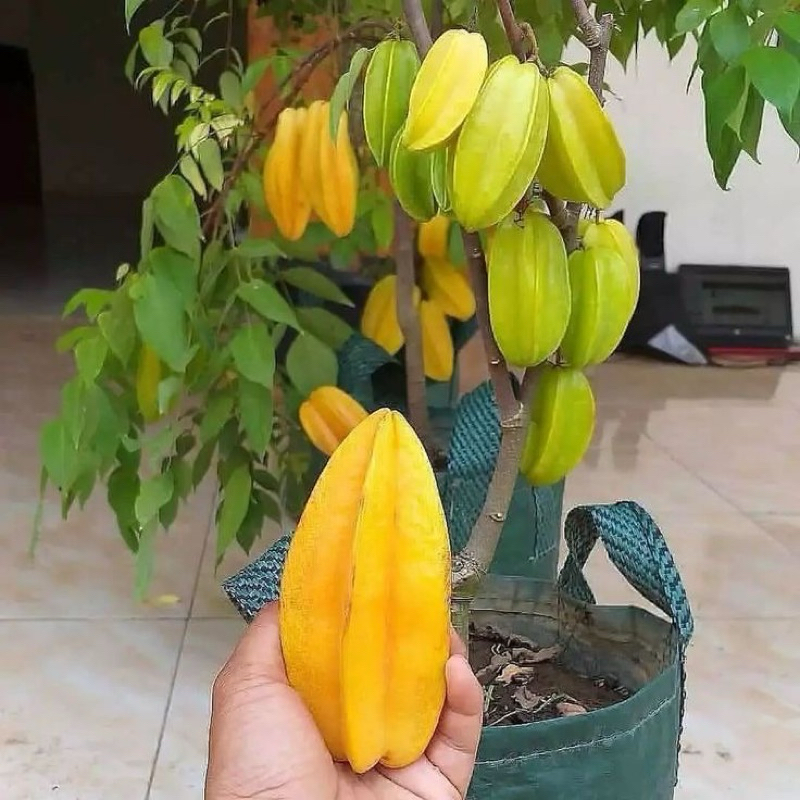 BIBIT BUAH BELIMBING MADU MANIS SUDAH BERBUNGA SIAP BERBUAH