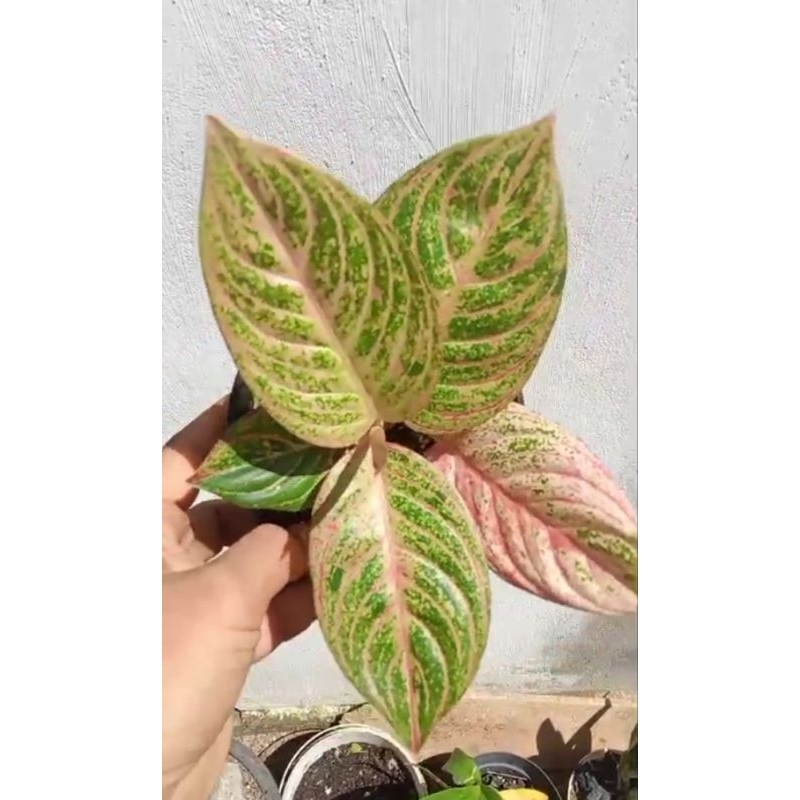 tanaman hias aglaonema aglonema asri merah