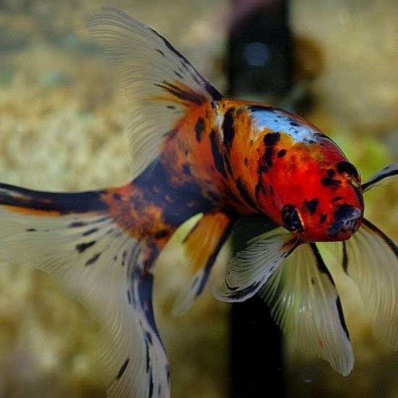 Komet Calico Pancawarna | Pilihan Terbaik Untuk Aquarium & Kolam