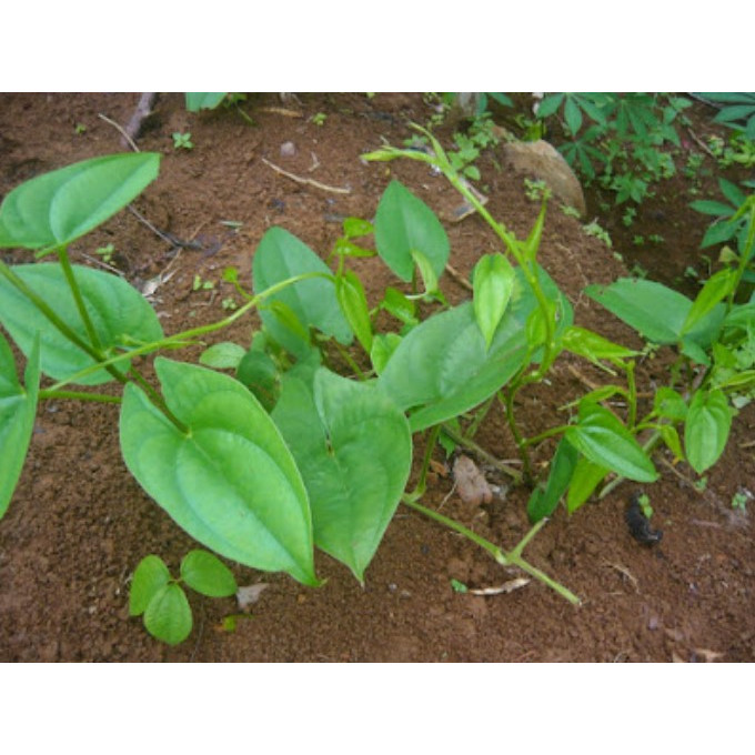 Bibit tanaman umbi uwi putih harga ( 1bibit )