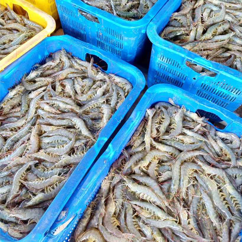 

RB Udang Segar Vaname 1kg Frozen / Udang Beku Segar