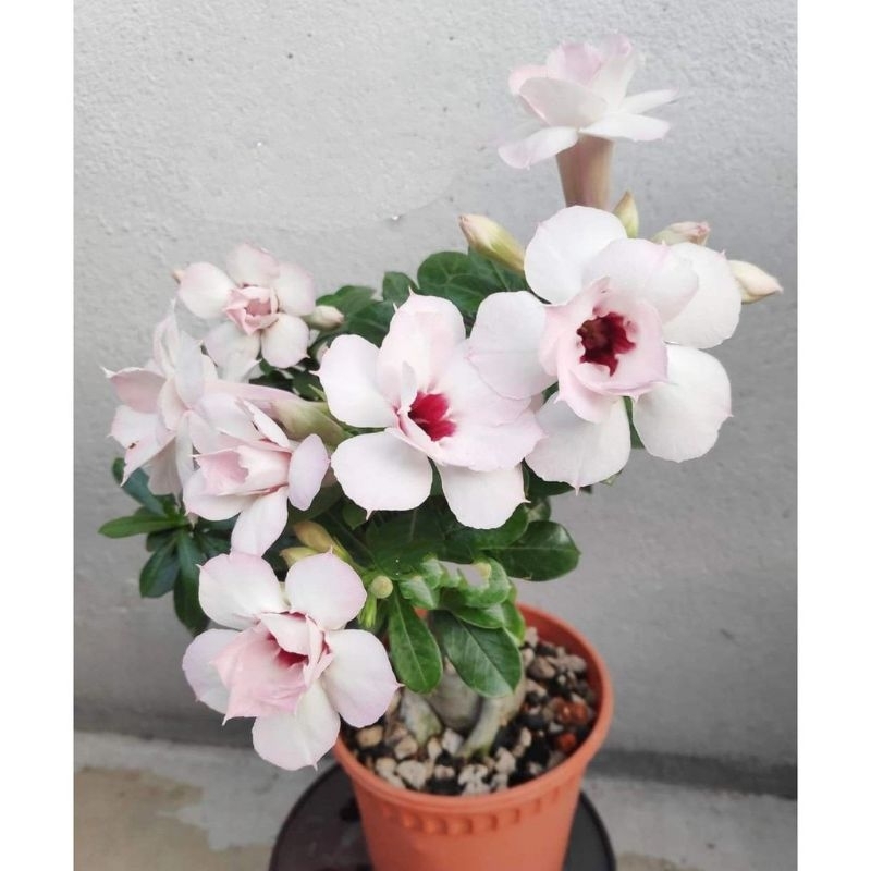 tanaman hias adenium with lyrics - tanaman hias Kamboja adenium grafting