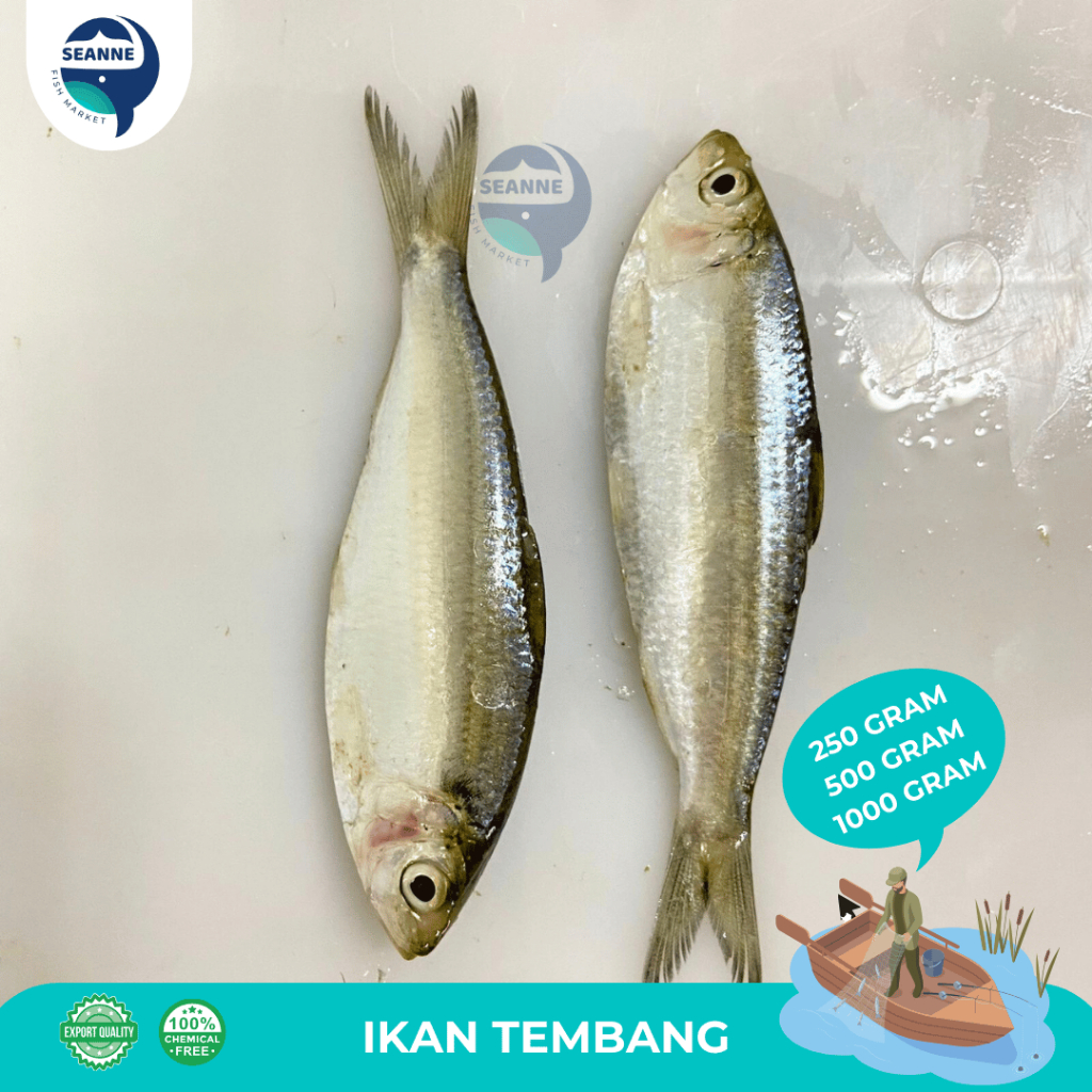 

IKAN KEMBUNG TEMBANG KERING / IKAN TEMBANG BEKU