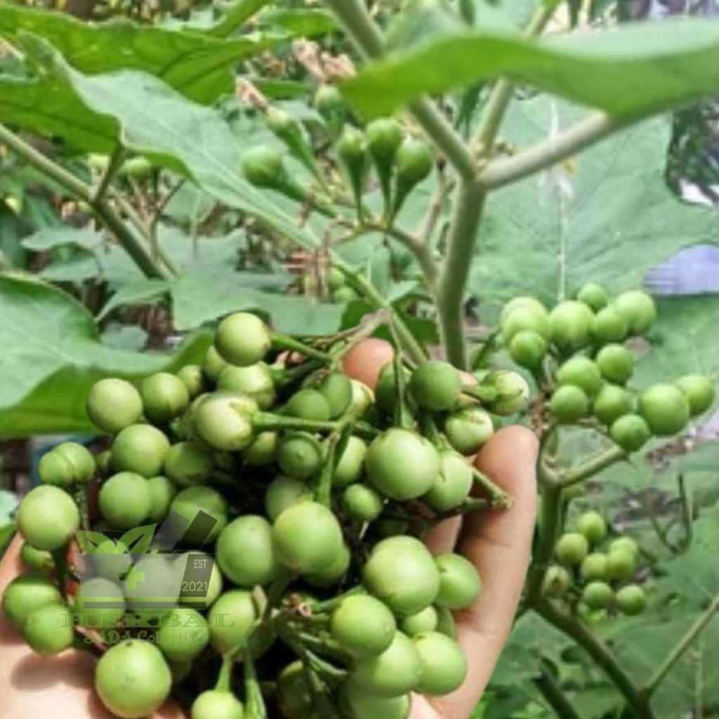 

Jual Buah Takokak Atau Cepokak Segar