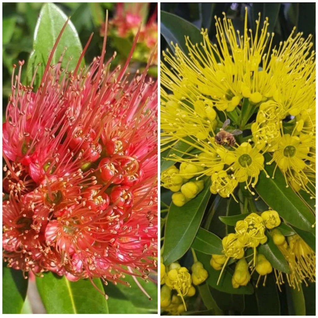 PAKET MURAH BUNGA SANTOS LEMON MERAH SANTOS LEMON KUNING - BIBIT BUNGA XANTHOSTEMON KUNING MERAH