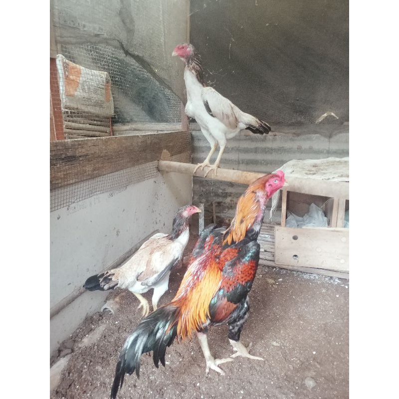 telor ayam shamo Japan dan Eropa