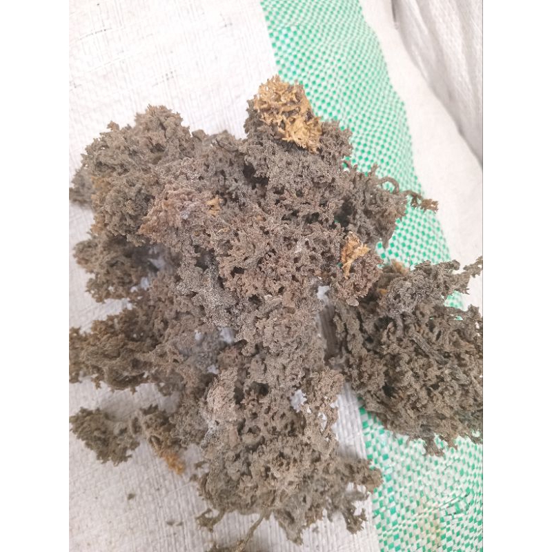 

Rumput Laut Kering (Sacol)