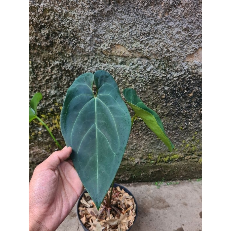 anthurium Ace of spades