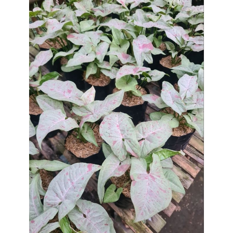 syngonium strawberry ice
