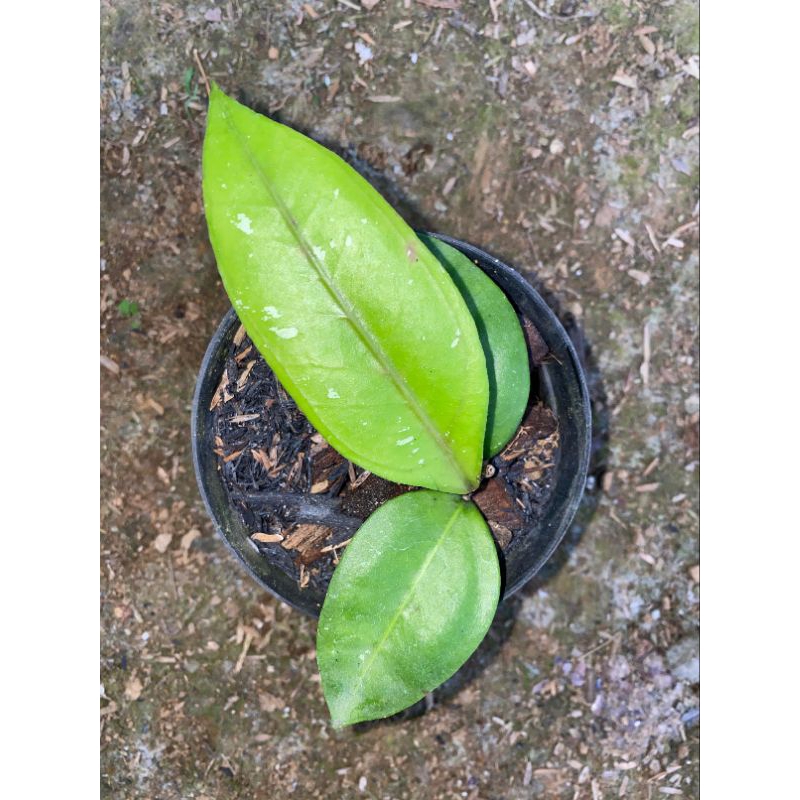 tanaman hoya sp aceh ghomas