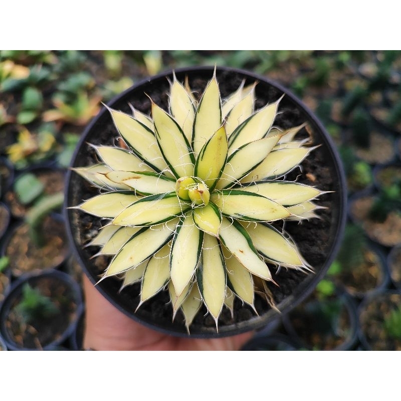 agave filifera mediopicta